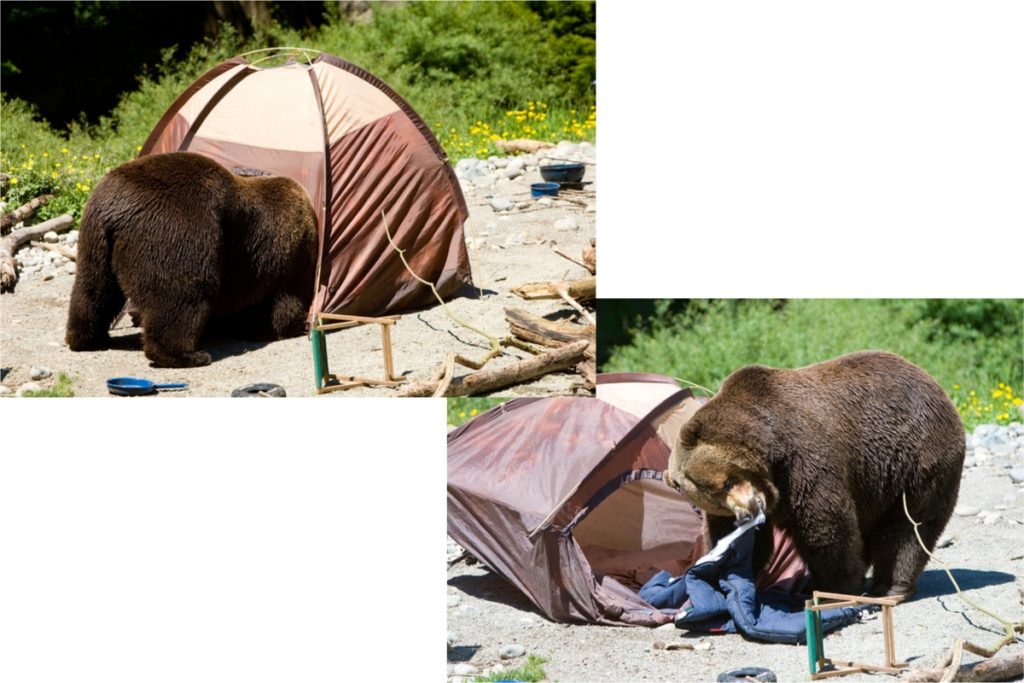 Bears in campsite and wrecking tent