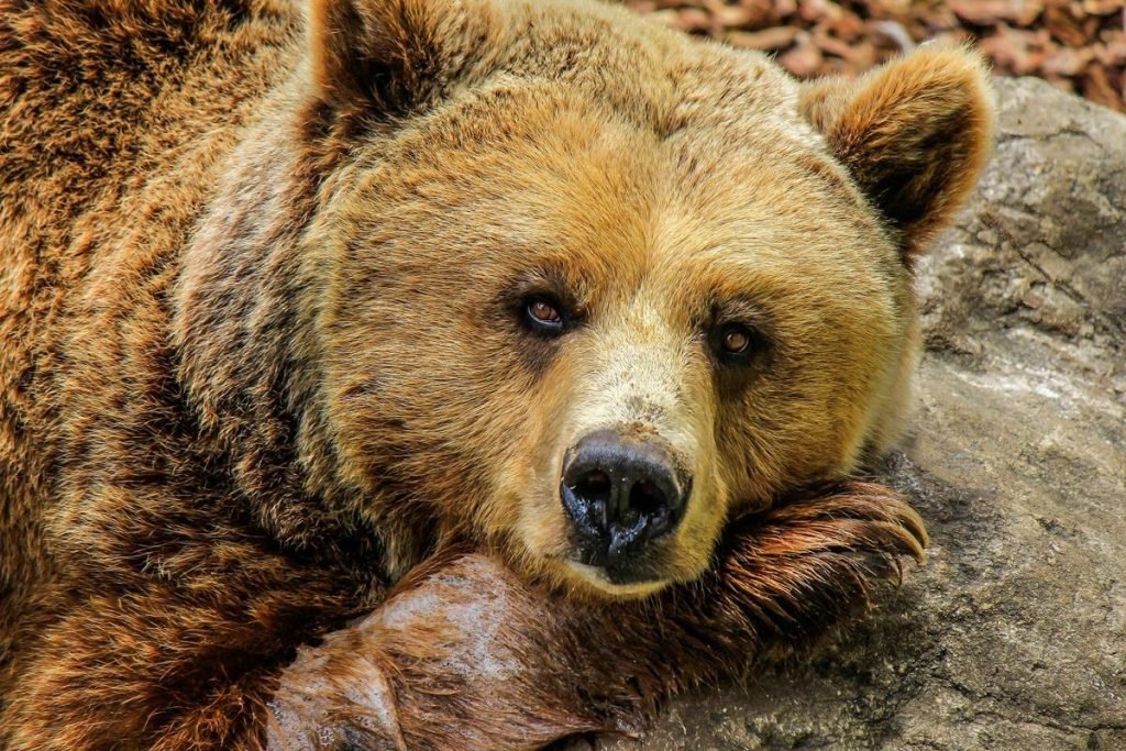Cute brown bear resting its head on a rock