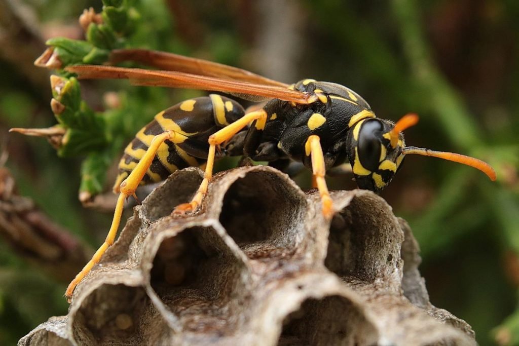Wasp on hive structure