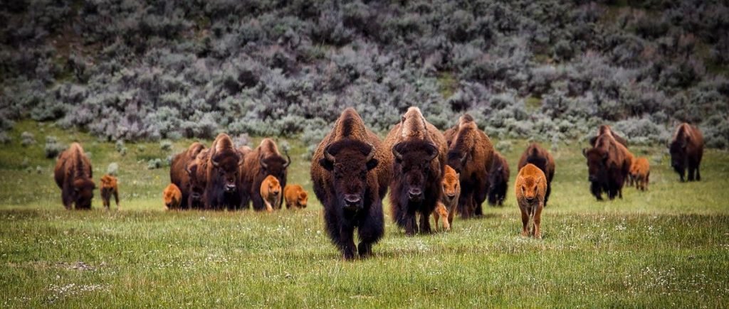 Herd of Bison, Yellowstone