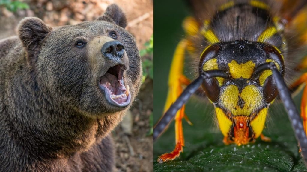 bear and wasp - Bear spray vs. Wasp spray: Is there a difference?