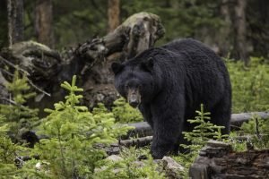 Black bear in the woods. When should you use bear spray?