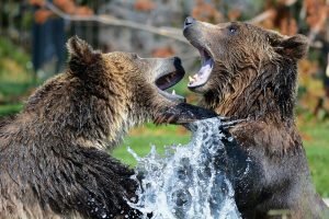 Grizzly bears at play. Can a bear get into a tent. You bet your life they can