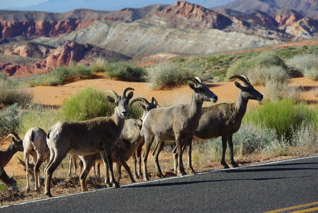 Big horn sheep, Sage Creek Campground