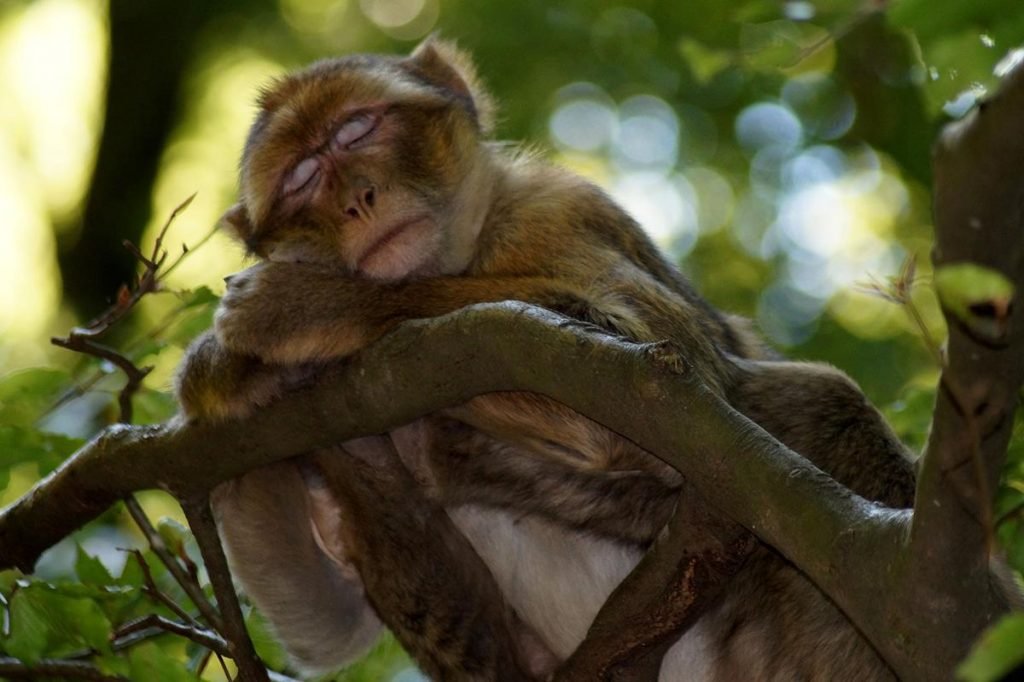Very Sleepy Monkey