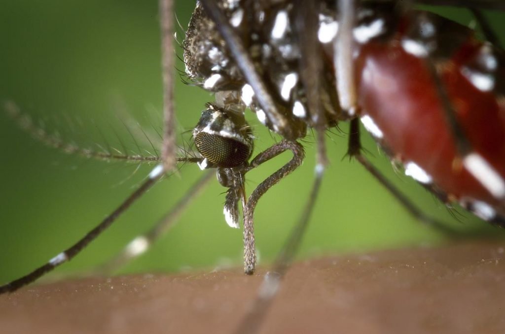 female mosquito