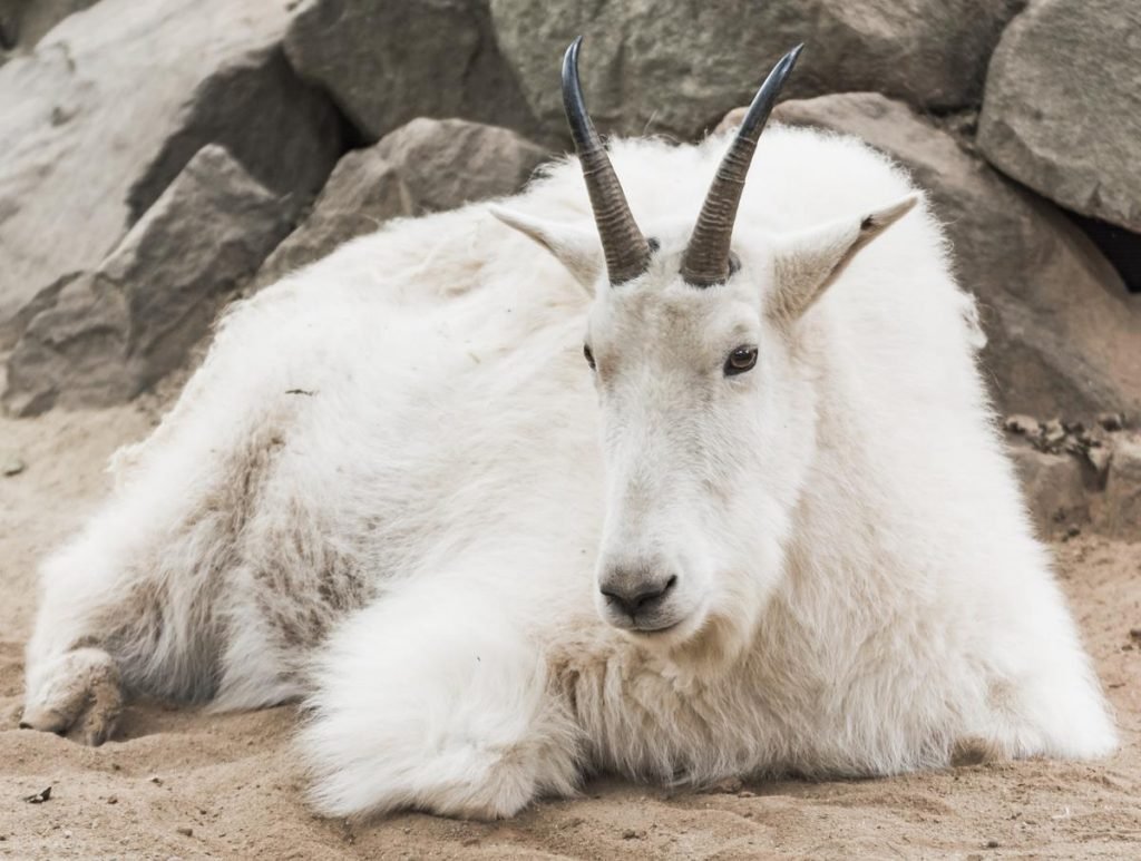 Mountain Goat, Yellowstone